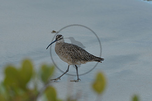 Regenbrachvogel