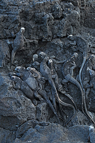 Galapagos Meerechsen