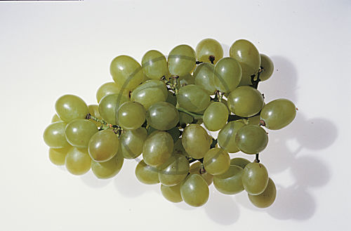 Weintrauben