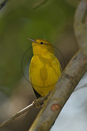 Goldwaldsänger