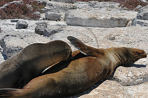 Galápagos-Seelöwen