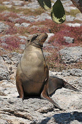 Galápagos-Seelöwe