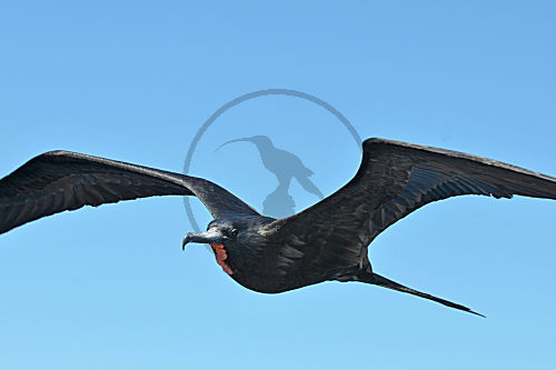 Prachtfregattvogel im Flug