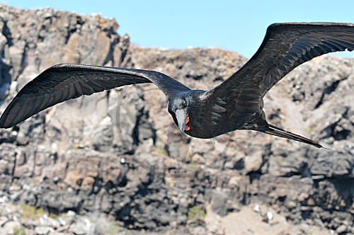 Prachtfregattvogel im Flug