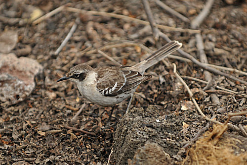 Galapagosspottdrossel