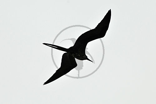 Prachtfregattvogel im Flug