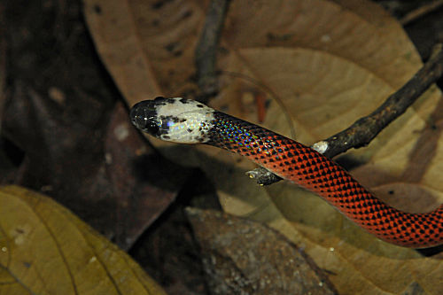 Amazonas Eierschlange