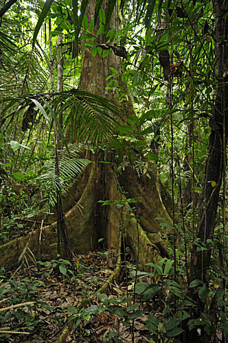 Ecuador, Rio Napo, Yasuni NP
