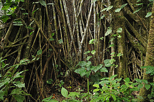 Ecuador, Rio Napo, Yasuni NP