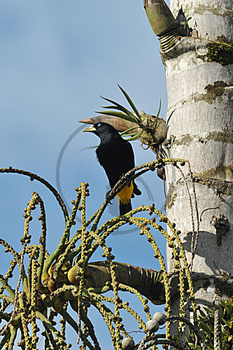 Gelbrücken-Stirnvogel