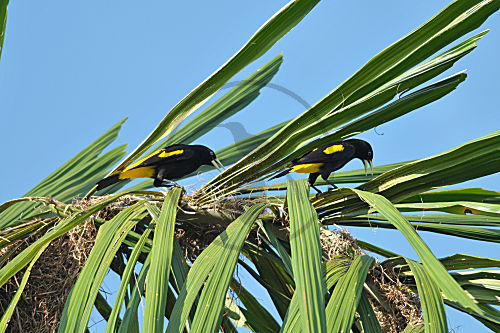 Gelbrücken-Stirnvogel
