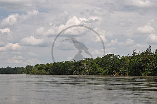 Ecuador, Rio Napo, Yasuni NP