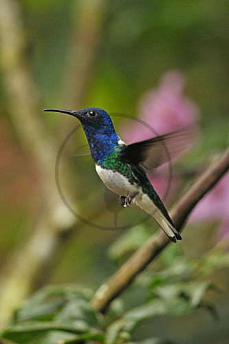 Jakobinerkolibri Männchen