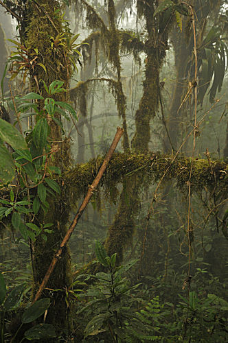 Bella Vista, Ecuador