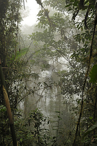 Bella Vista, Ecuador