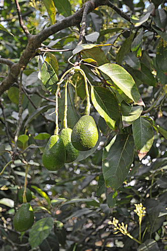 Avocado