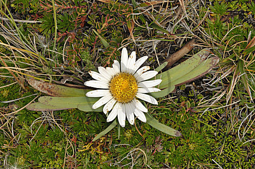 Werneria