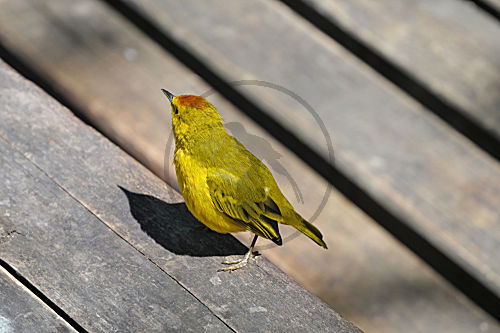 Goldwaldsänger