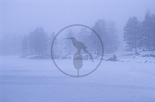Wintergrauen