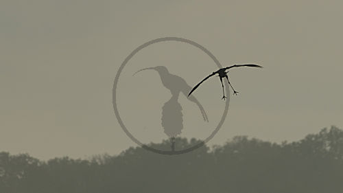 Kranichsilhouette
