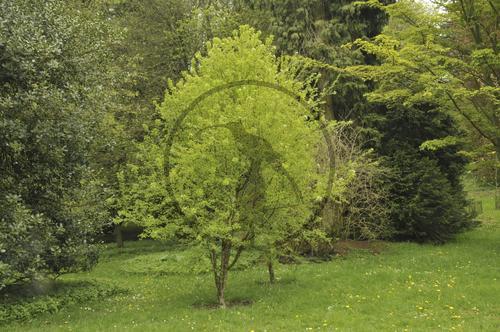 Steinweichsel