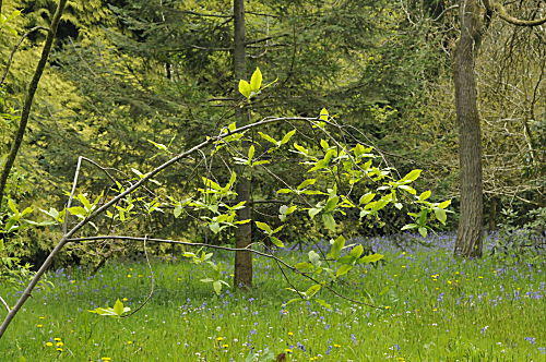 Voralpen-Spindelstrauch