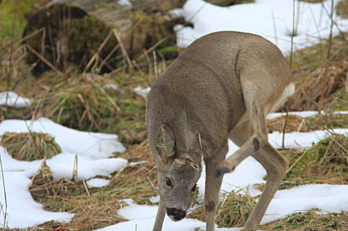 Rehbock im Winter, Geweih schiebend