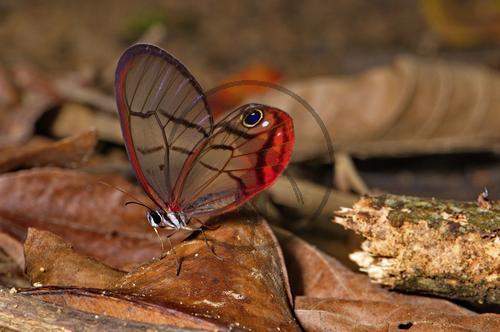 Glasflügel-Schmetterling