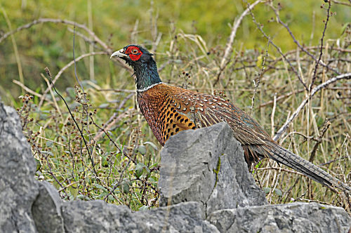 Jagdfasan