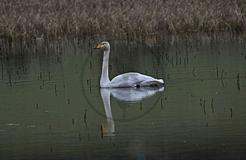 Singschwan