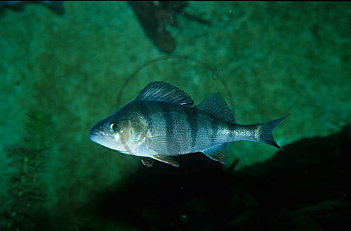 Flußbarsch