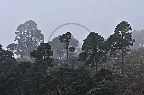 Wicklow Mountains NP, Irland