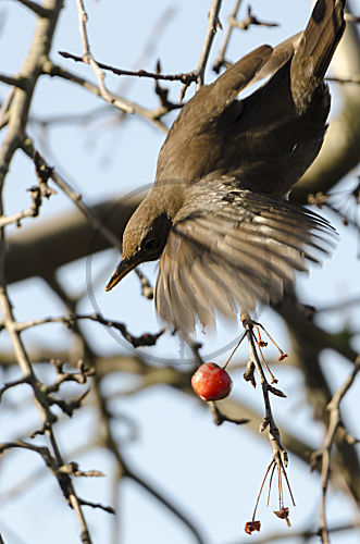 Amsel, aus der Balance