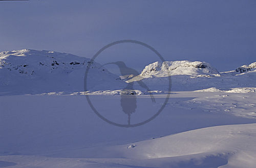 Schneelandschaft