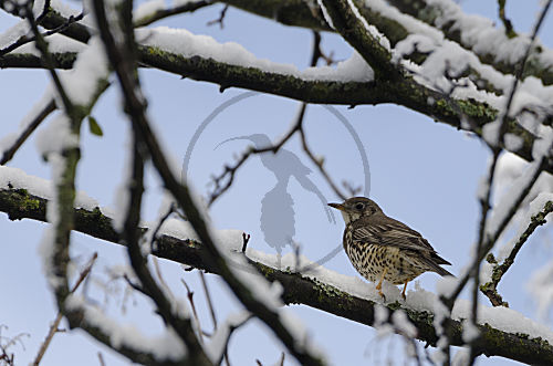 Misteldrossel, versteckt