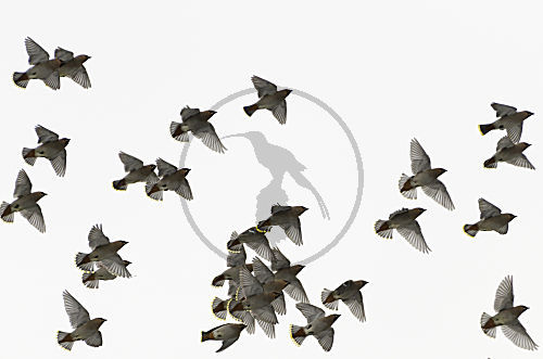 Seidenschwänze im Flug