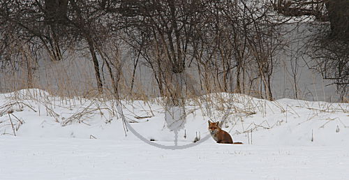 Winterfuchs