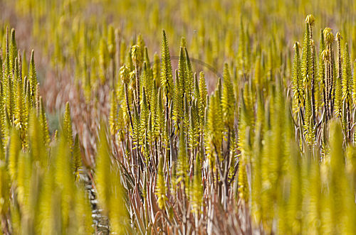 Echte Aloe