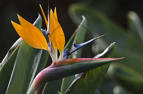 Paradiesvogelblume