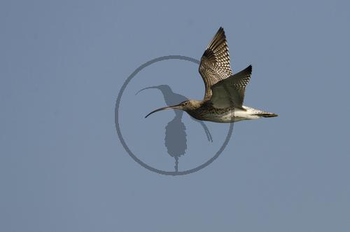 Großer Brachvogel