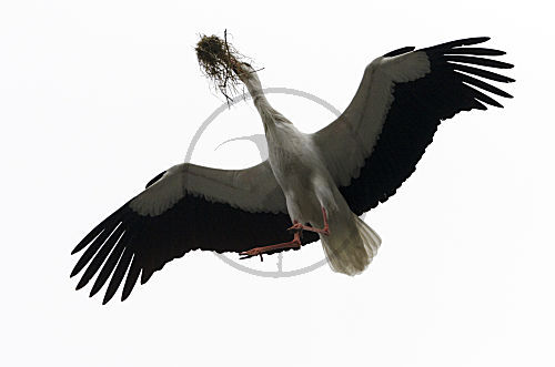 Weißstorch