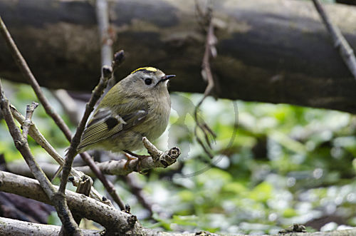 Wintergoldhähnchen