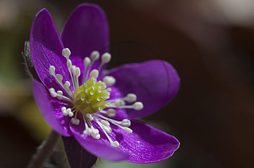 Leberblümchen