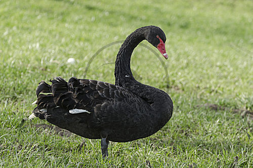 Trauerschwan