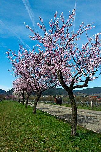 Mandelbäume in der Blüte