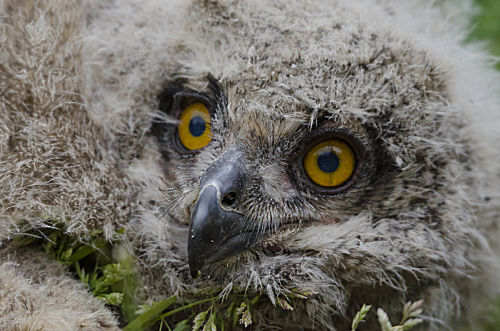 Uhu, Jungvogel ca 3 Woche