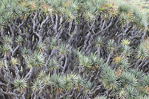 drachenbaum