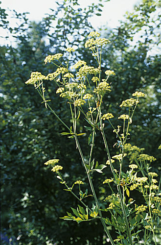 Liebstöckel, Maggikraut