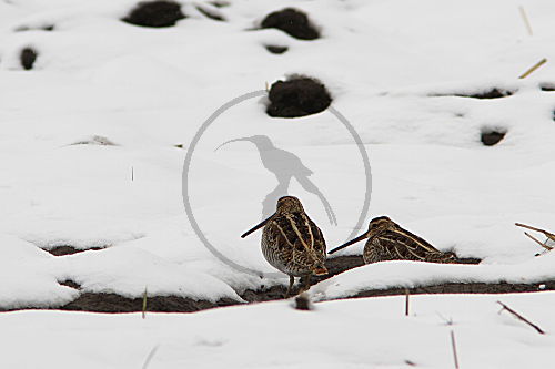 Bekassine im Schnee