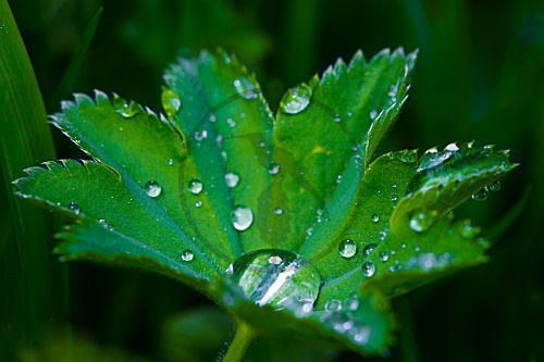 Nach dem Regen